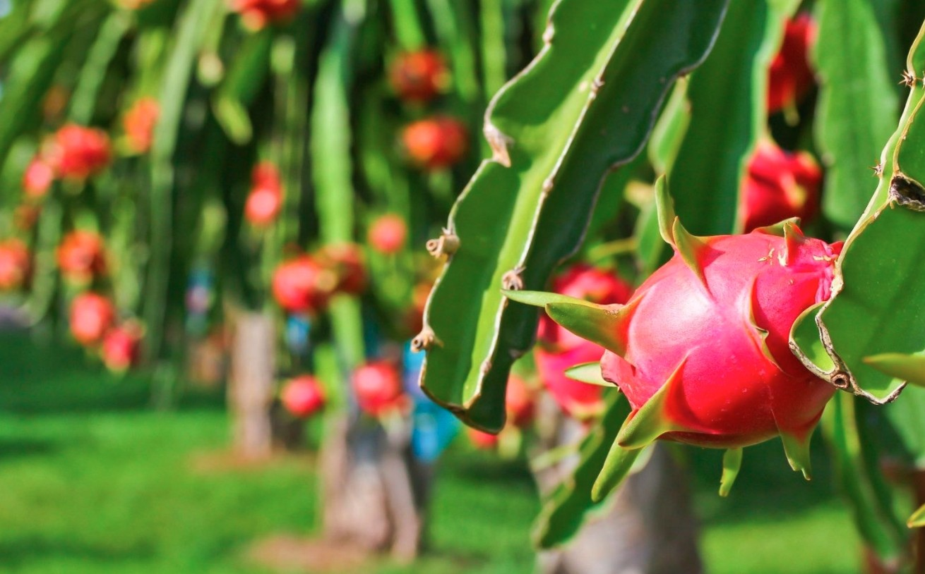 Thanh long, chanh leo, sầu riêng xuất khẩu sang EU đang bị kiểm soát thế nào?